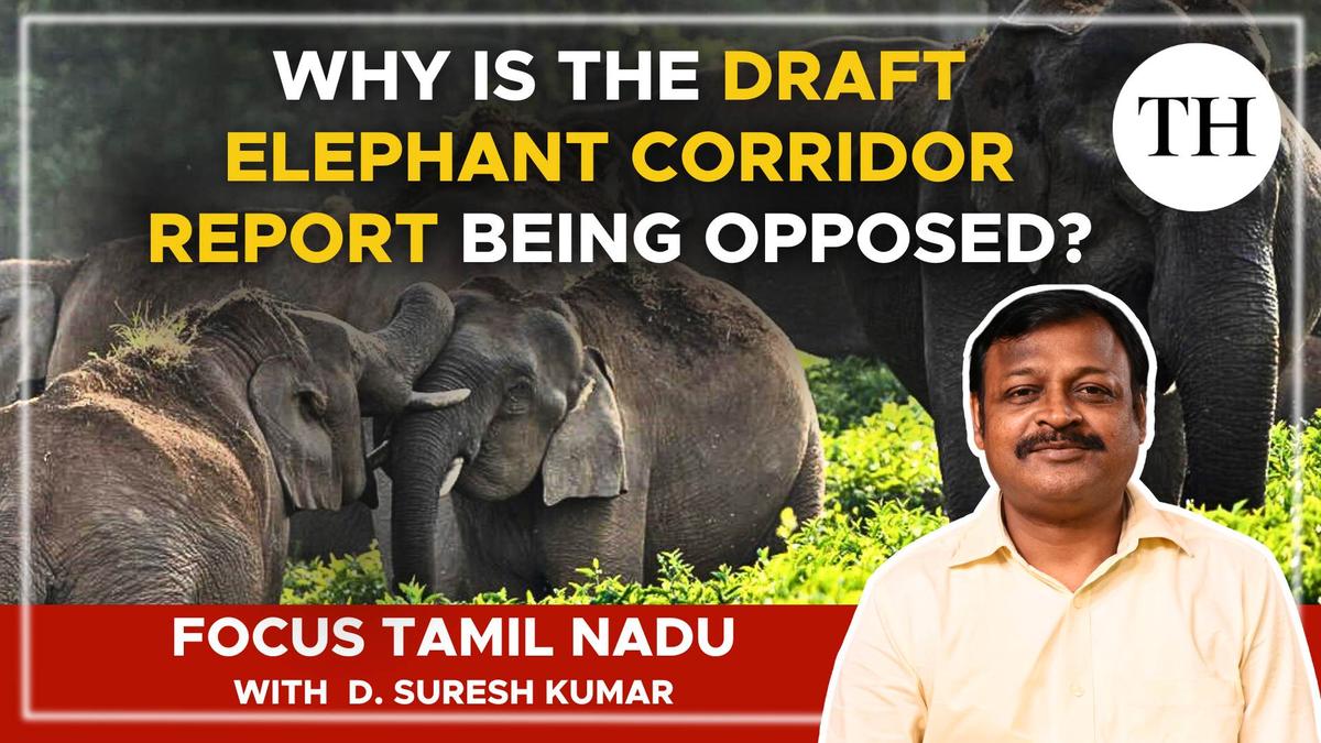 Watch | Why is the Draft Elephant Corridor Report being opposed?