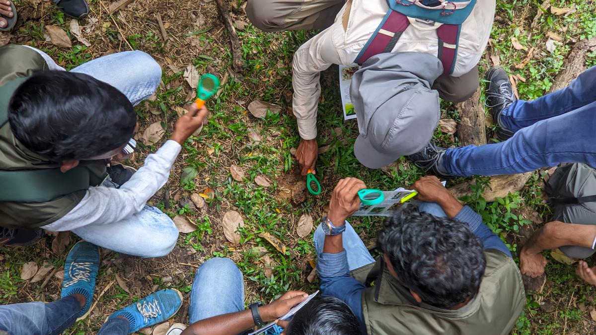 Observe, snap, save: How to participate in the global City Nature Challenge from your backyard