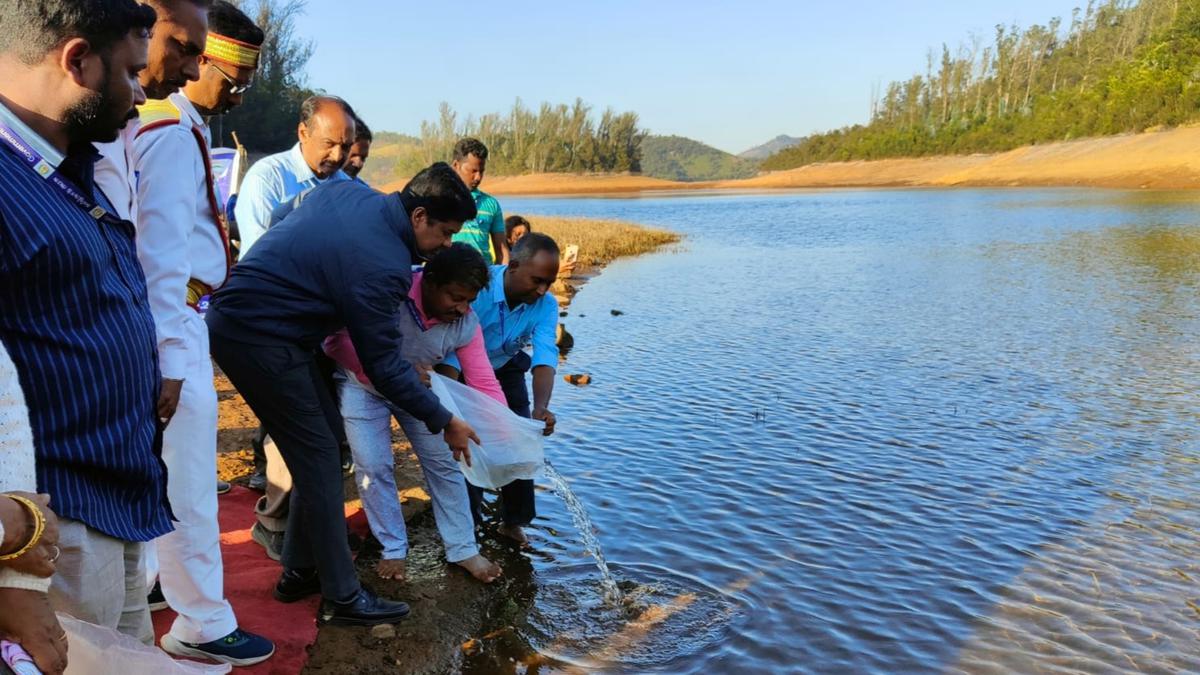 Trout fingerlings released into Avalanche Dam in Nilgiris