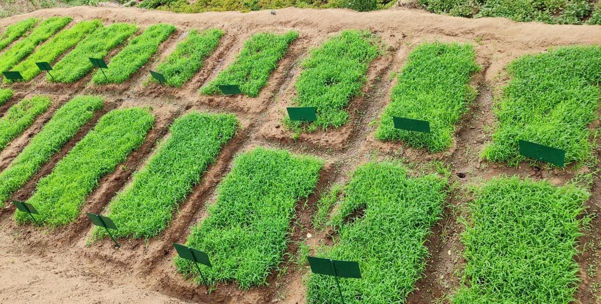 A view of seed beds of different millet varieties at Thayyanankudi tribal settlement