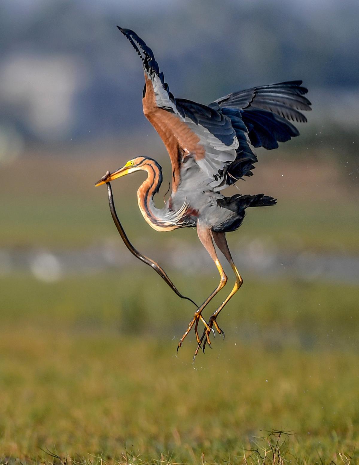 A purple heron flies in to feast on a snake at Mangalajodi, the northeastern end of Chilka Lake in Orissa.