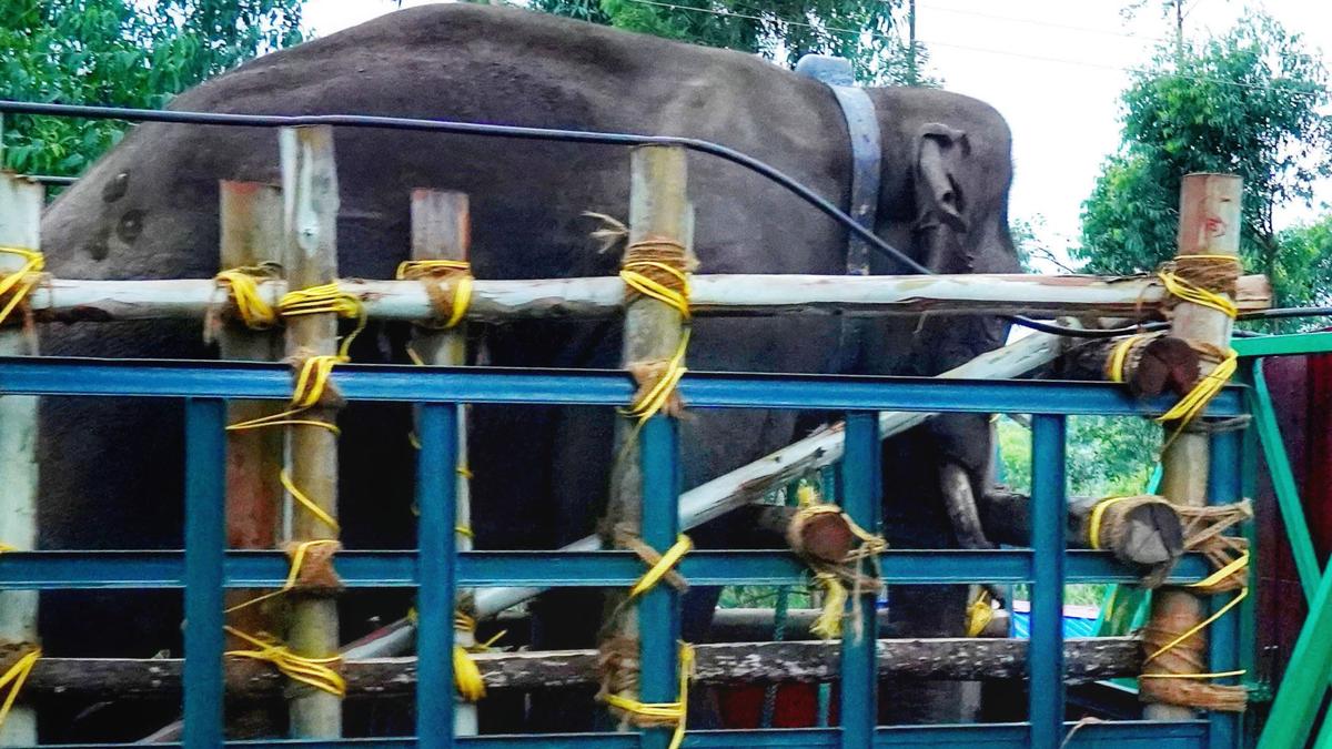 Six months after translocation of Arikompan, people now sleep ...