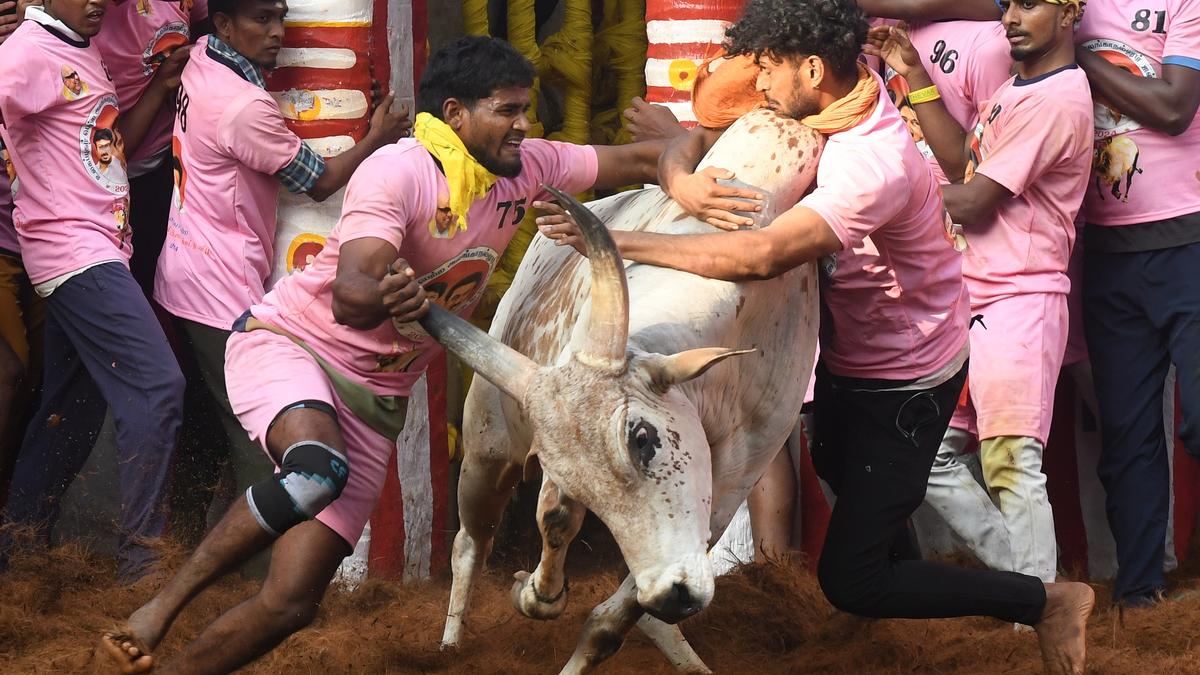 All eyes on the arena: Alanganallur prepares for JallikattuPremium