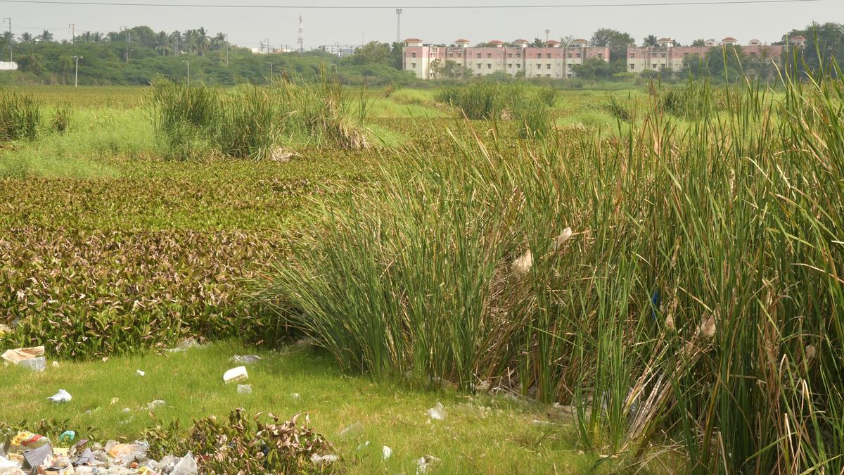 Kollankulam beautification project back on track in Tiruchi 