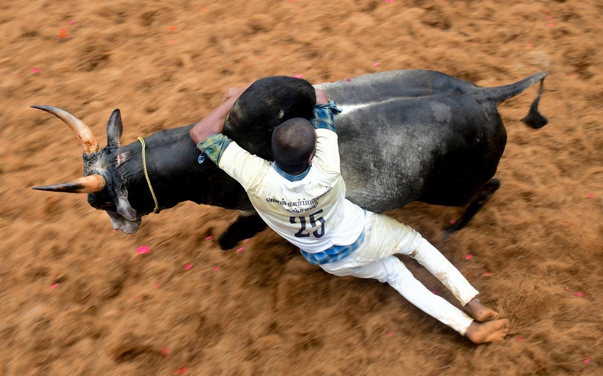 jallikattu12