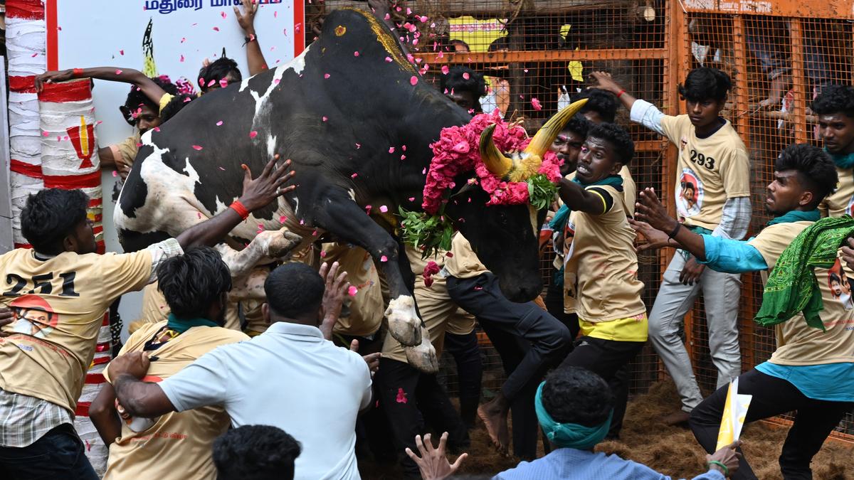 In pictures | Madurai’s Avaniapuram Jallikkattu 2025