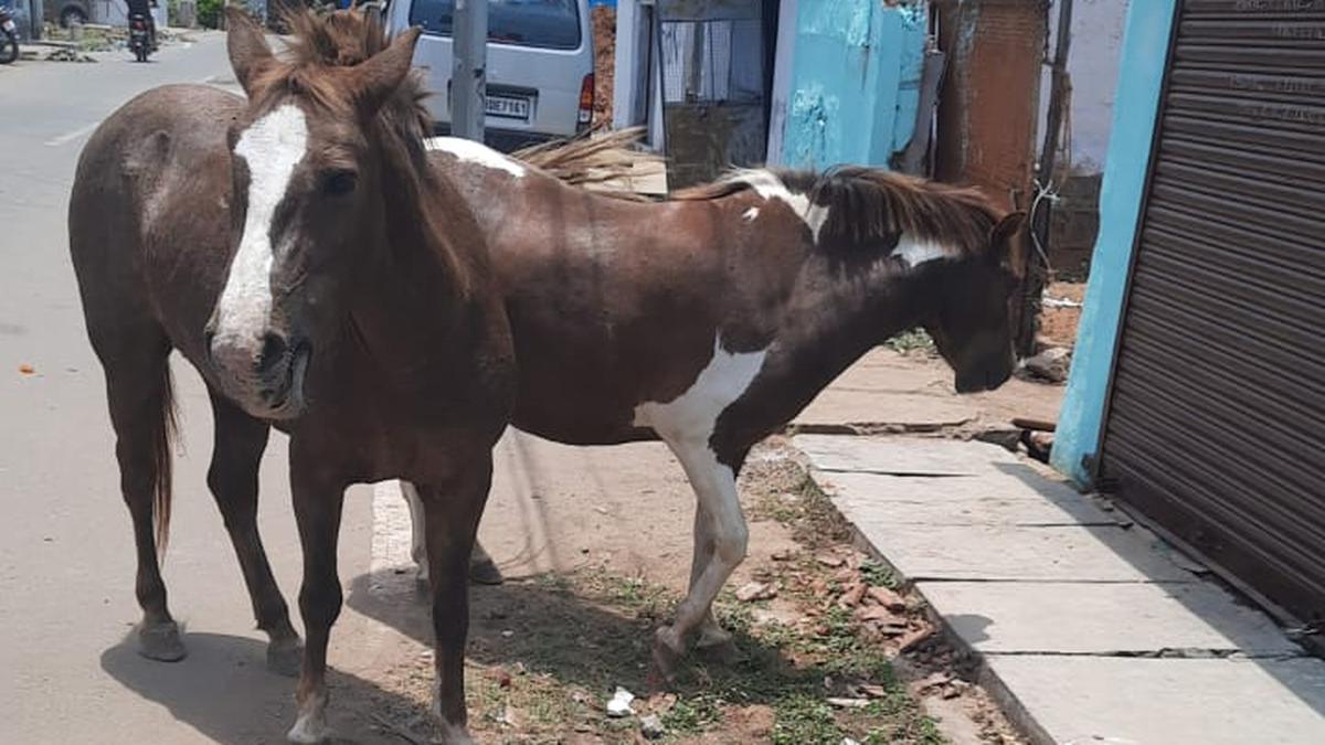 Residents in Jamnagar reach JMC office against stray horse menace in Umiya Nagar area