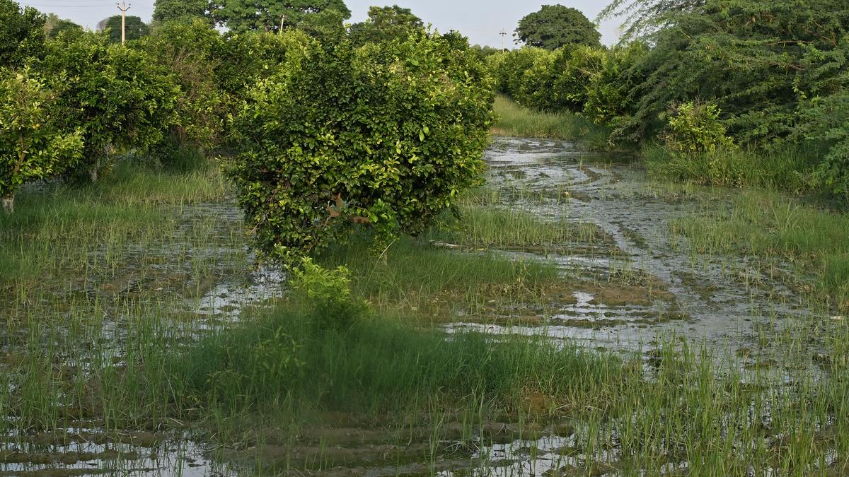 Punjab farmers have 'lost faith' in AAP govt, want flood-related  compensation: Union Minister B.L. Verma - The Hindu