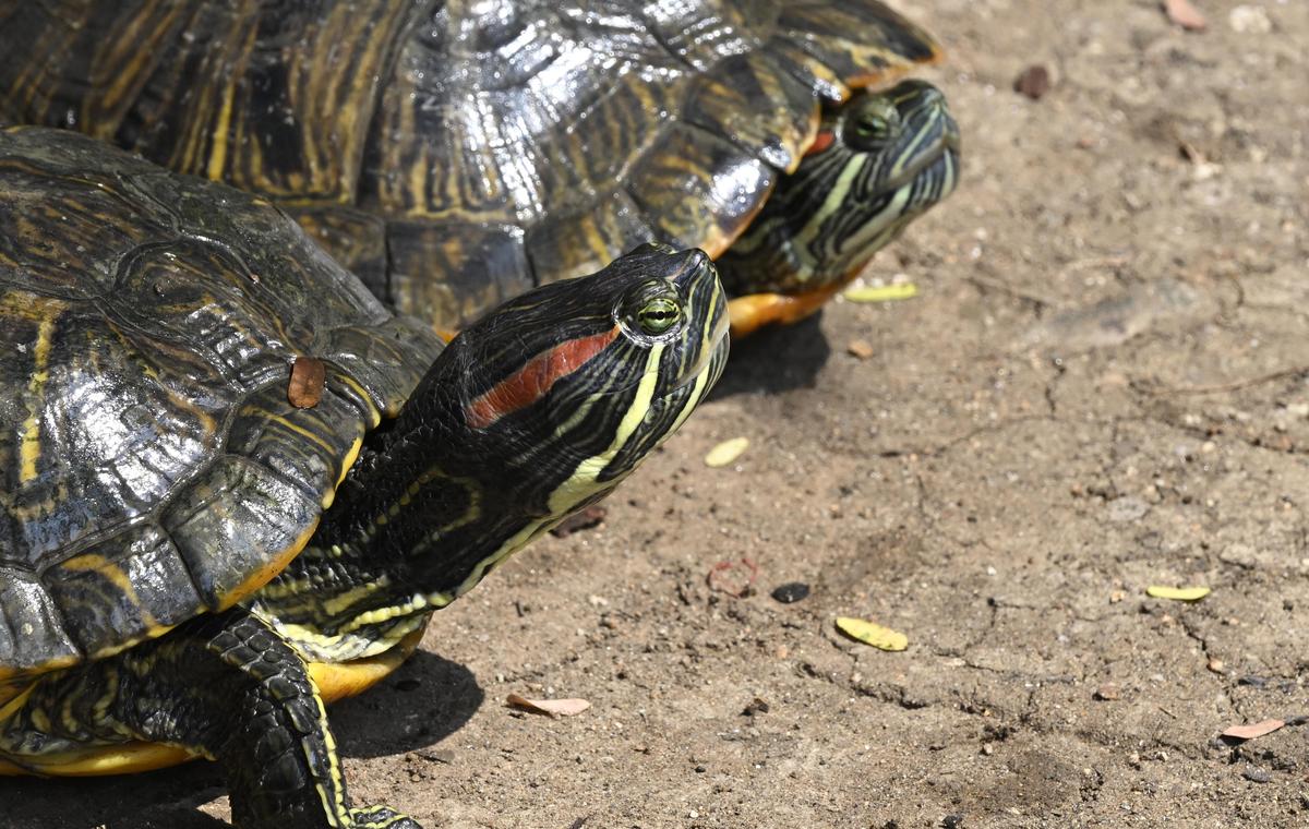 Thrown from fish tanks to wetlands, invasive turtles pose a threat to water bodies in Coimbatore  1