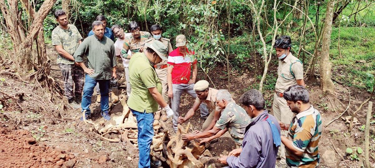 Skeletal remains of female elephant found in reserve forest near Coimbatore