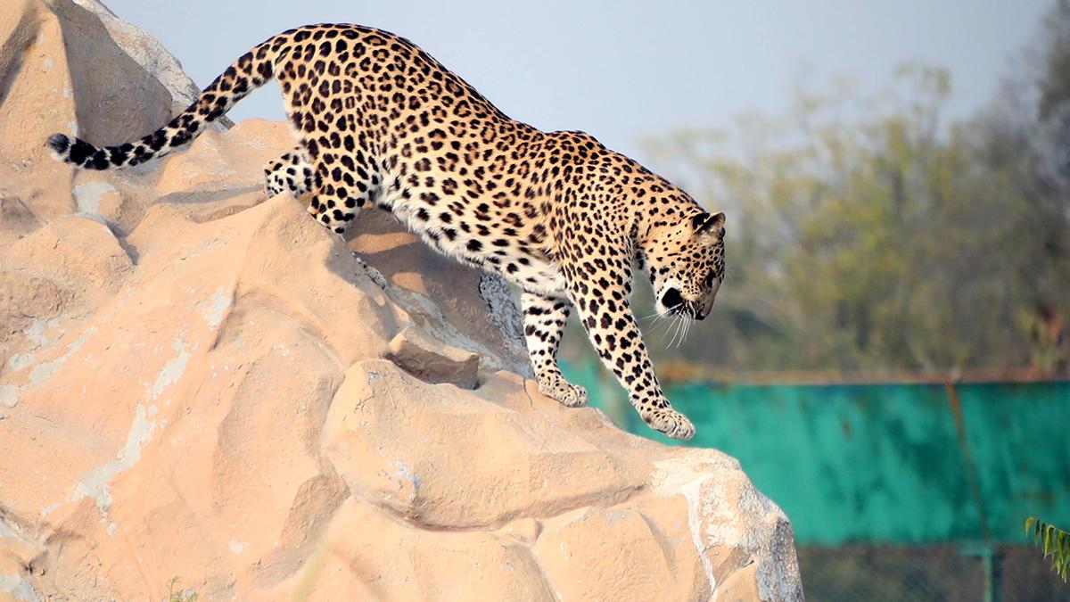 Leopard population on a downward slide in Kerala