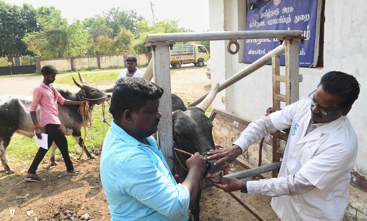 Veterinary assistant surgeon Dr G Sivakumar at Vilachery Veterinary Clinic in Madurai 