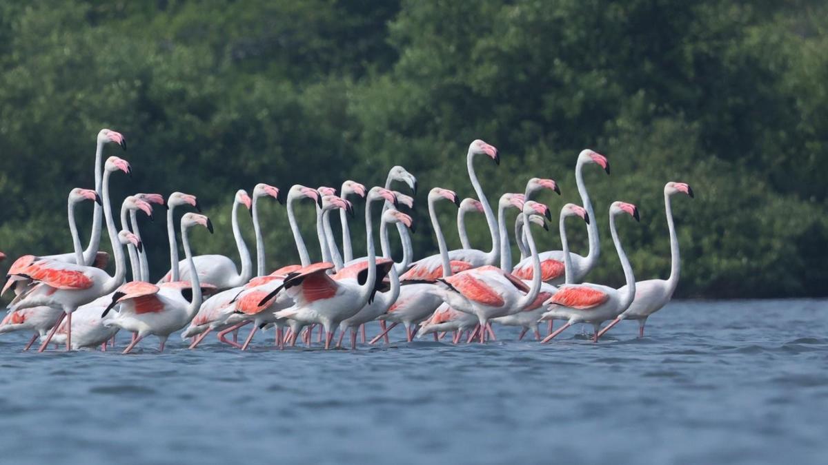 70 Greater flamingos arrive at Hope Island, largest sighting in the estuary