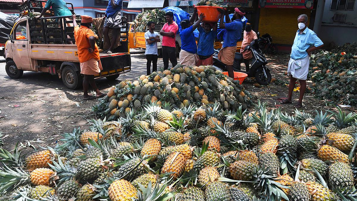 Long dry period spells trouble for pineapple farmers in Kerala
