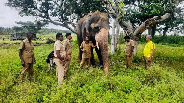 Elephant tracking team enters forest area in Talavadi to track single-tusker