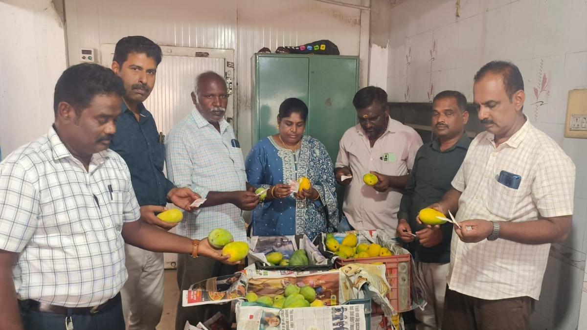 Food Safety teams seize 2.5 tonnes of artificially-ripened mangoes in Tiruppur