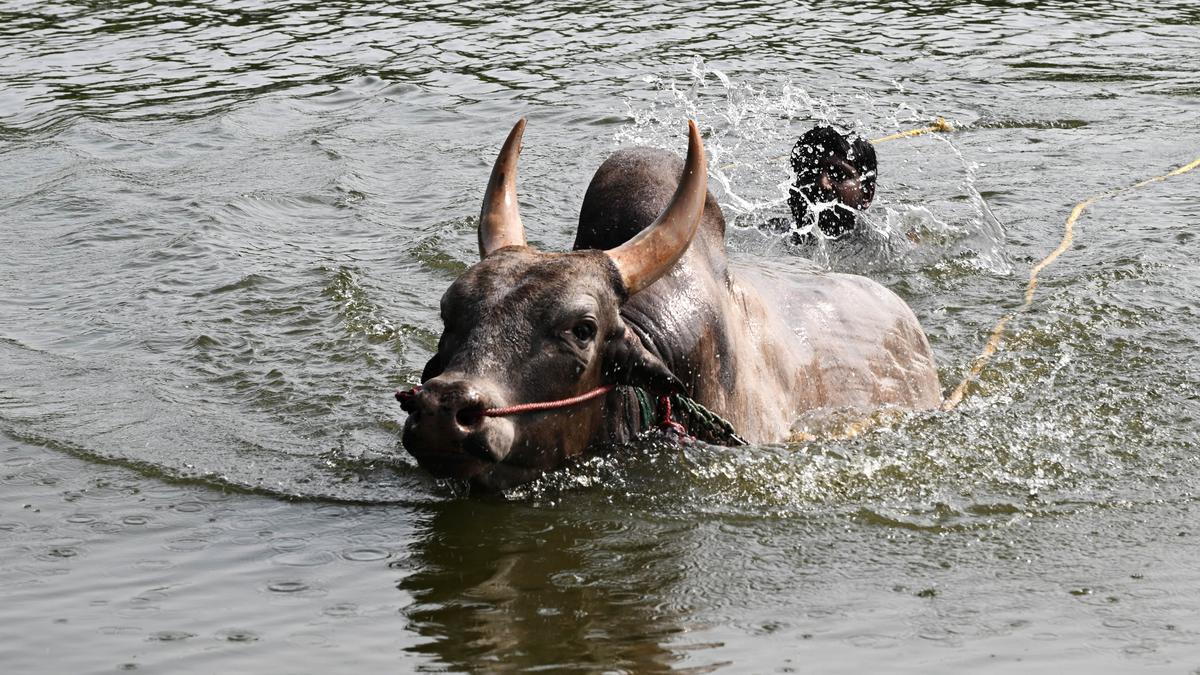 Jallikattu: Bulls and Tamers Prepare for Pongal