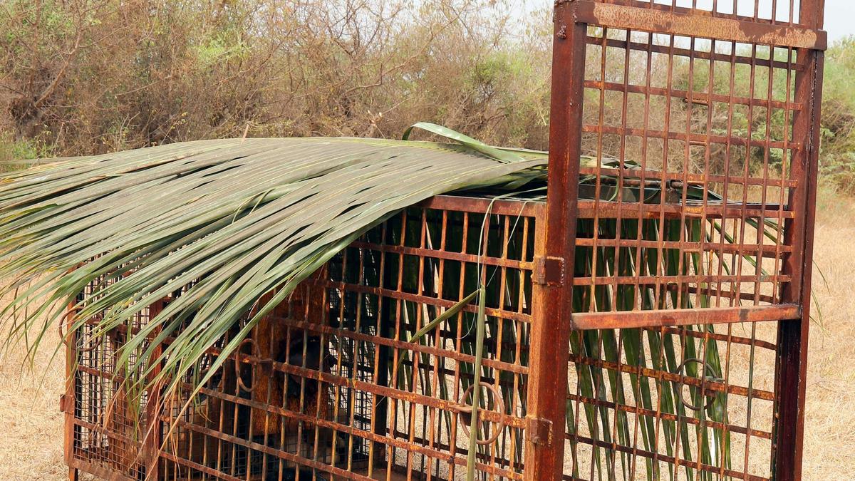 Forest Department using drone, camera traps to monitor leopard movement in Kangeyam