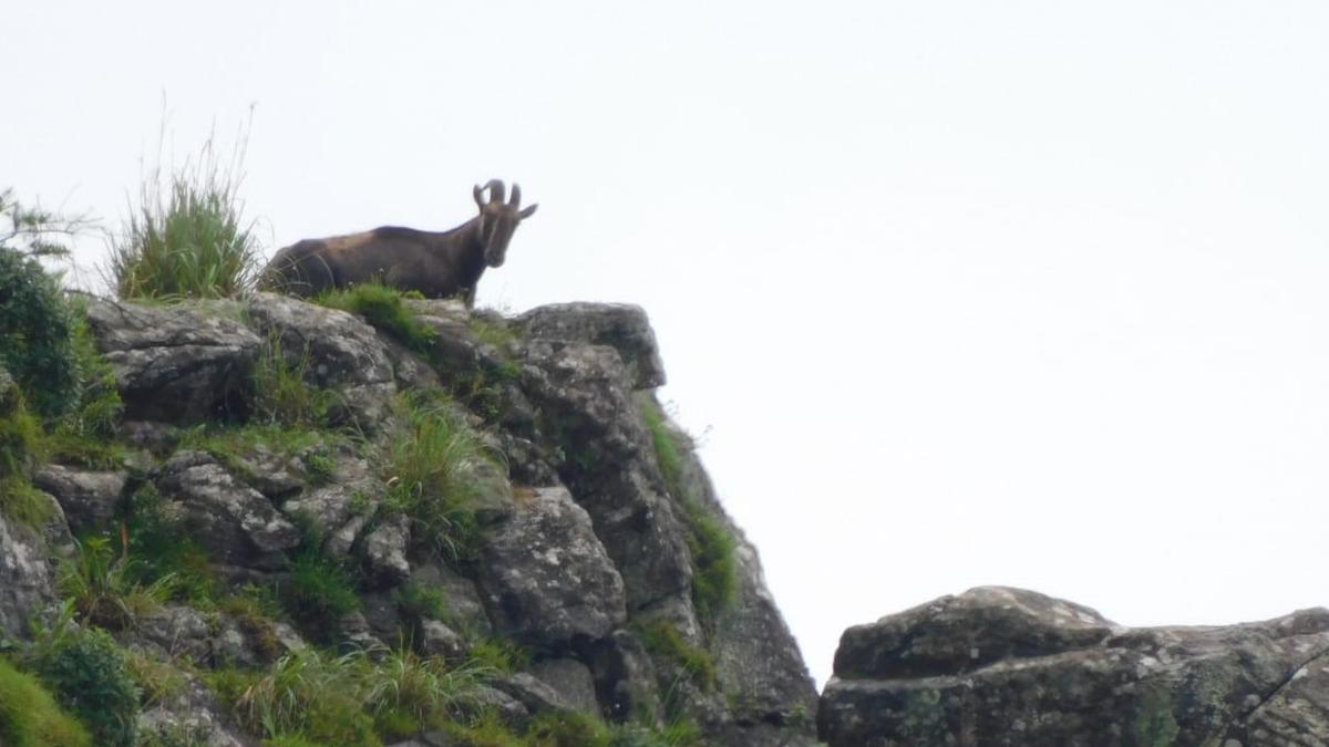 T.N. Forest Department to investigate private helicopter’s unauthorised flyby over Mukurthi National Park