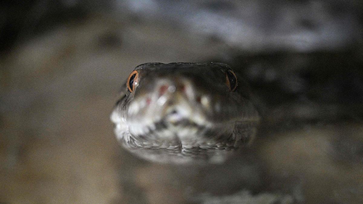 Snakes on a plate: pythons touted as protein alternative