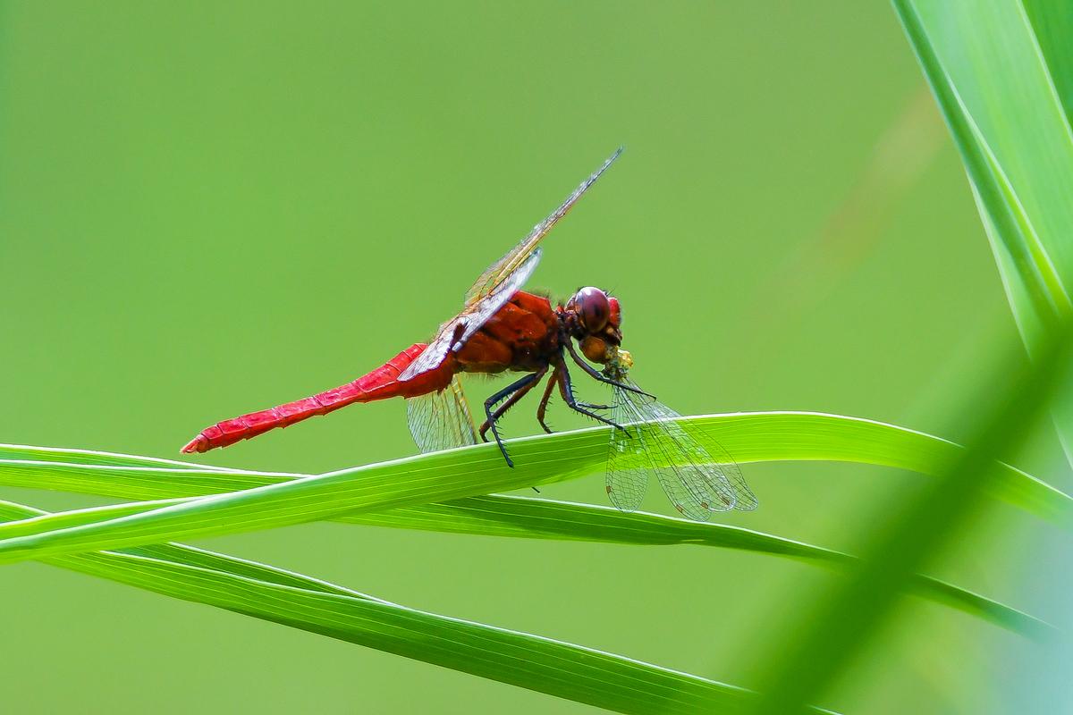 Krishnampathy Lake supports a variety of flora and fauna Krishnampathy Lake supports a variety of flora and fauna