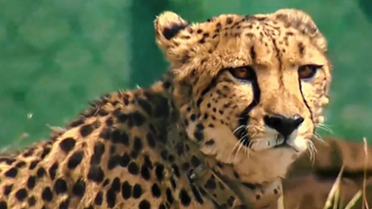 Two cheetahs released into wild at M.P.’s Kuno National Park