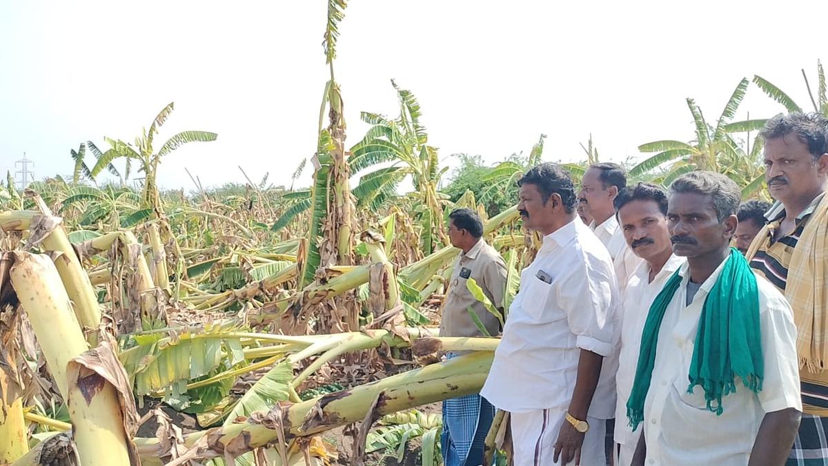 Rain damages banana crop in and around Thottiyam