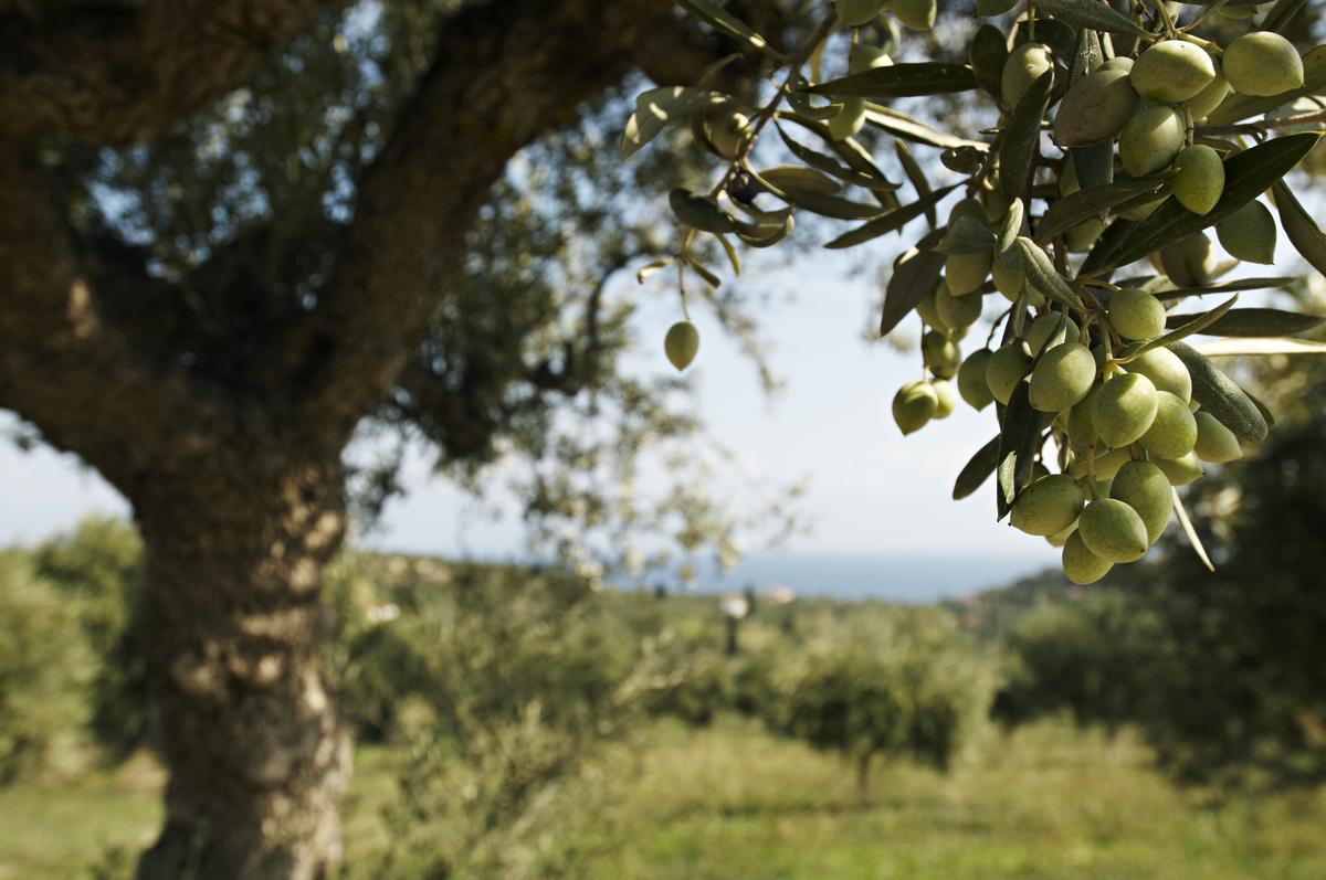An olive tree in Greece 