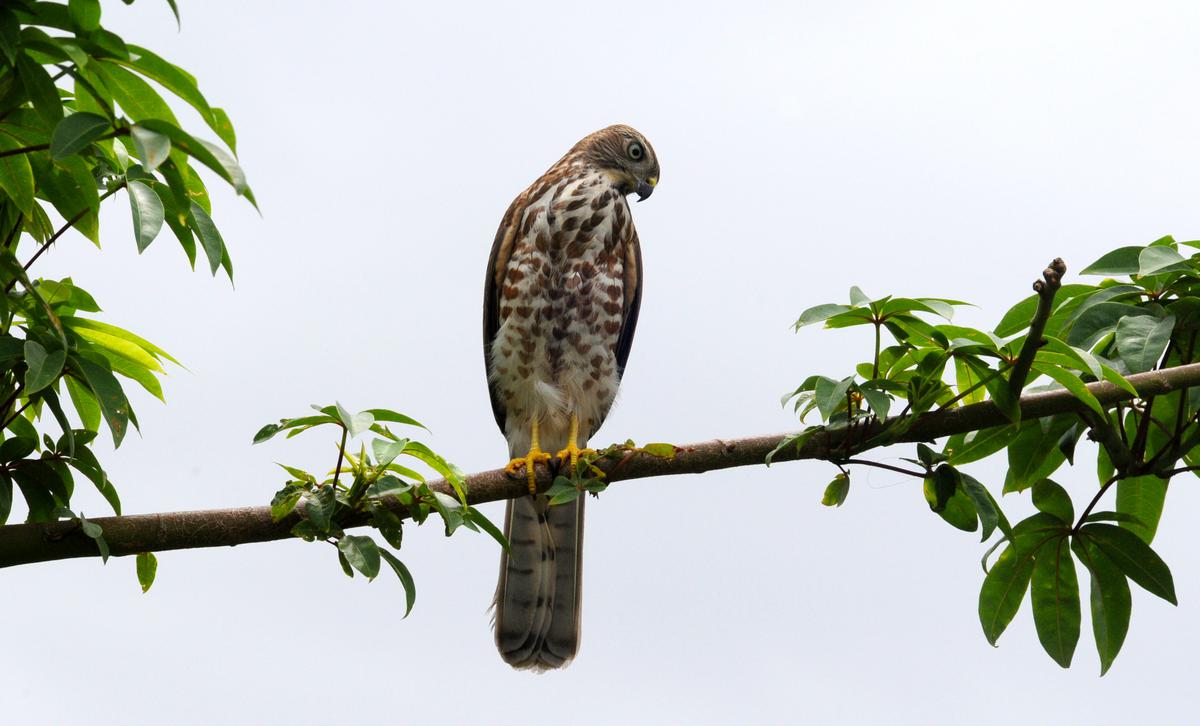 The science of why hawks are one of nature’s deadliest hunters