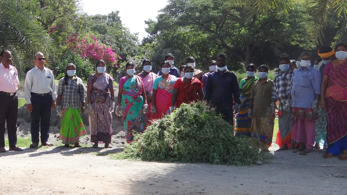 Agri. Department pre-occupied with Digital Crop Survey, may dispense with parthenium awareness programmes this year