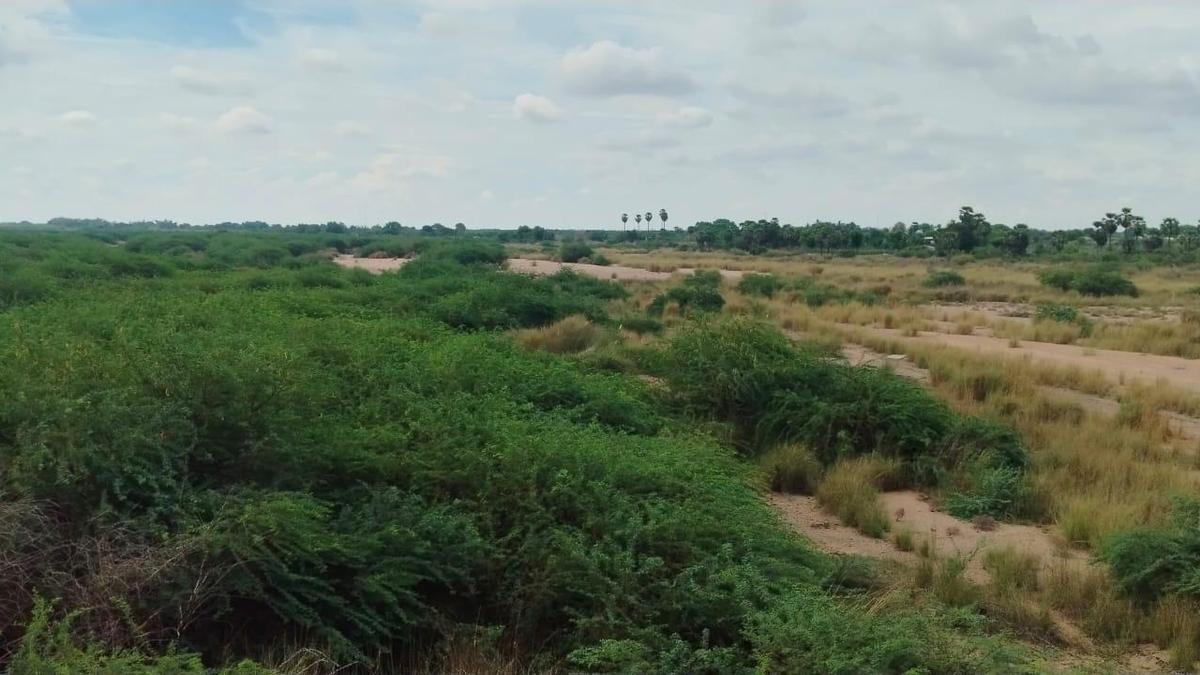 Farmers seek removal of invasive vegetation in Vaippar river between Muthulapuram and Keela Nambipuram