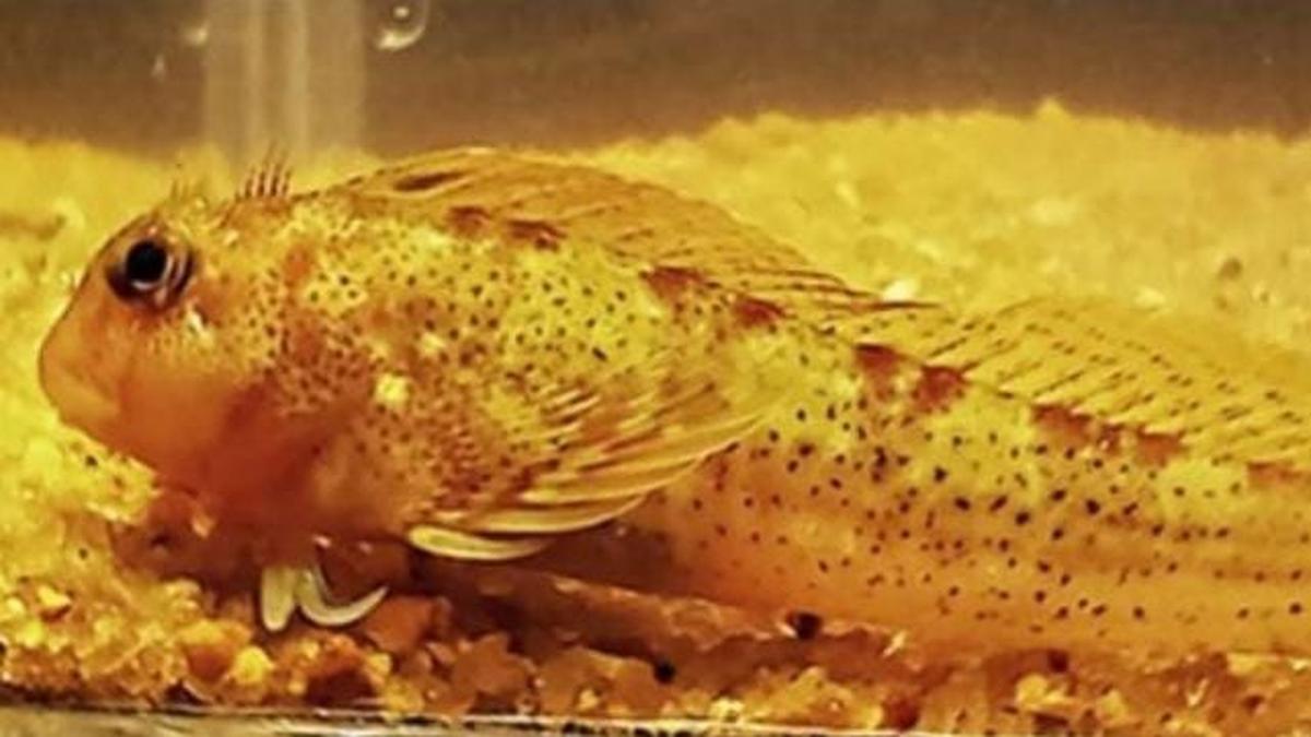 First ever Indian sighting of a rare reef fish reported from Andhra Pradesh Coast