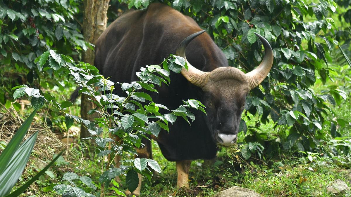 Indian Gaur attacks Konda Reddi tribal woman in Rampa Agency