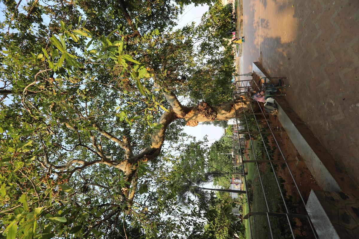 An old Neermaruthu tree at the Marina.