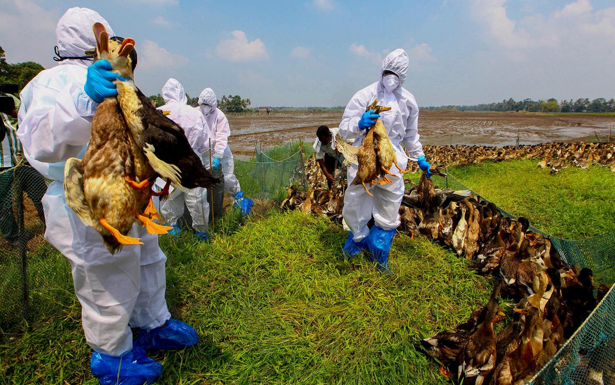Culling of birds begins in Alappuzha