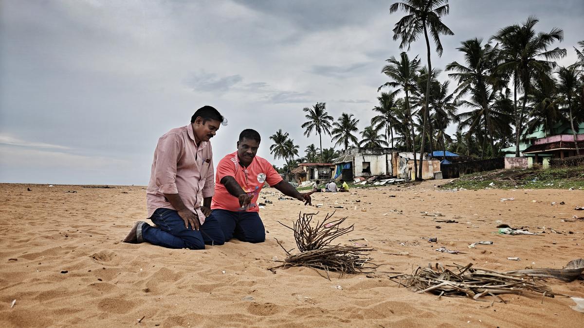 Volunteers play guardians as Olive Ridleys return to the Thiruvananthapuram shoreline to lay eggs 