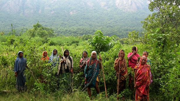 Odisha fails to carry out plantation activities in 50% of the targeted area
