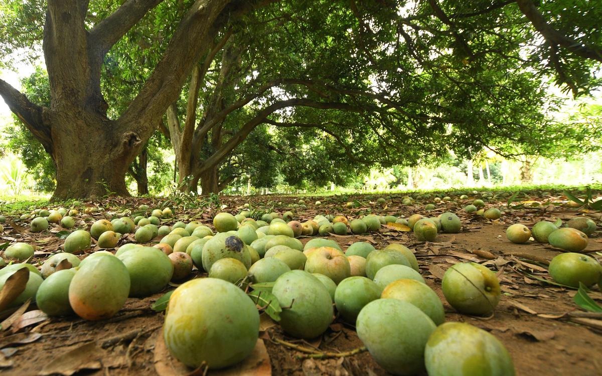 Native varieties of mangoes at a farm near Rajapalayam in Virudhunagar district of Tamil Nadu. File