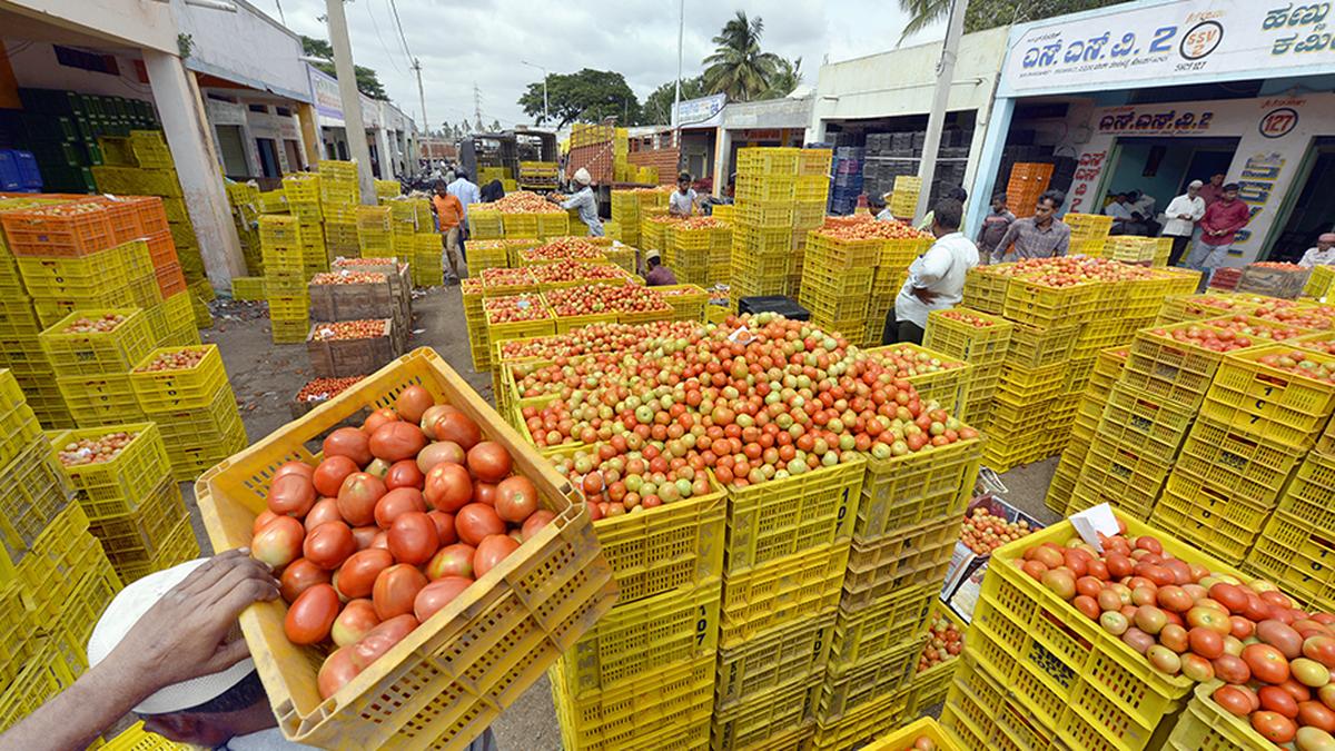 Tomato rates drop in Karnataka markets as excessive production leads to glut 