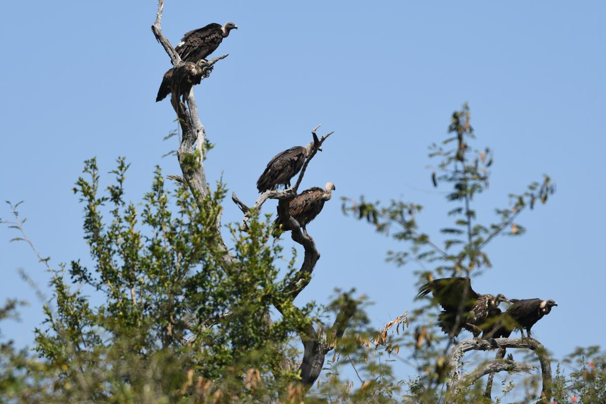 White-Rumped vultures can be seen in the photo at the Mudumalai Tiger Reserve buffer zone.