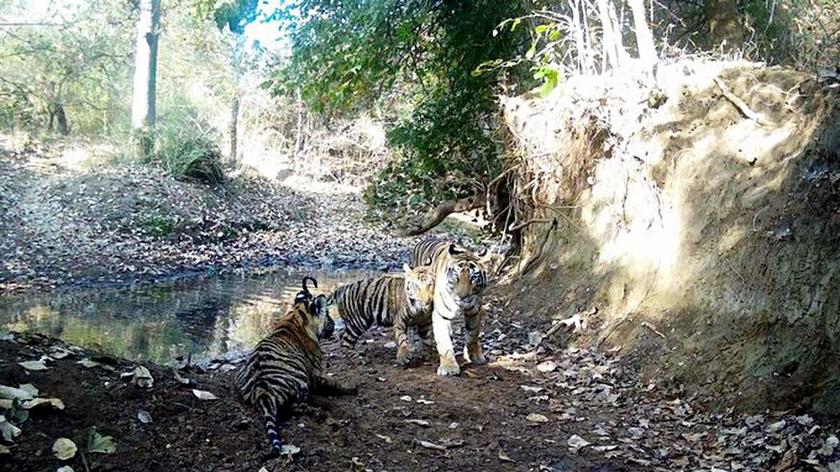 Why has India got another tiger reserve?