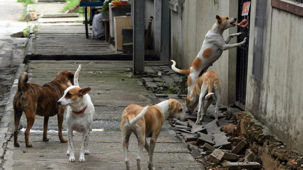 Lokayukta pulls up BBMP over dog bite cases