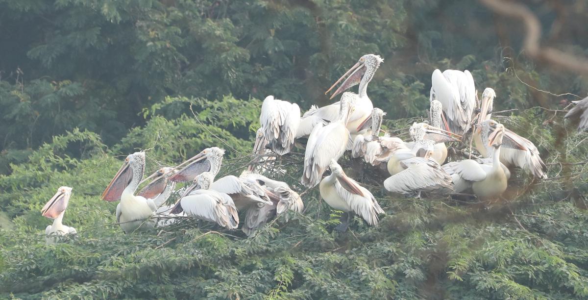 Spot-billed pelicans perched on trees at NIOT campus in Pallikaranai, on October 27, 2024