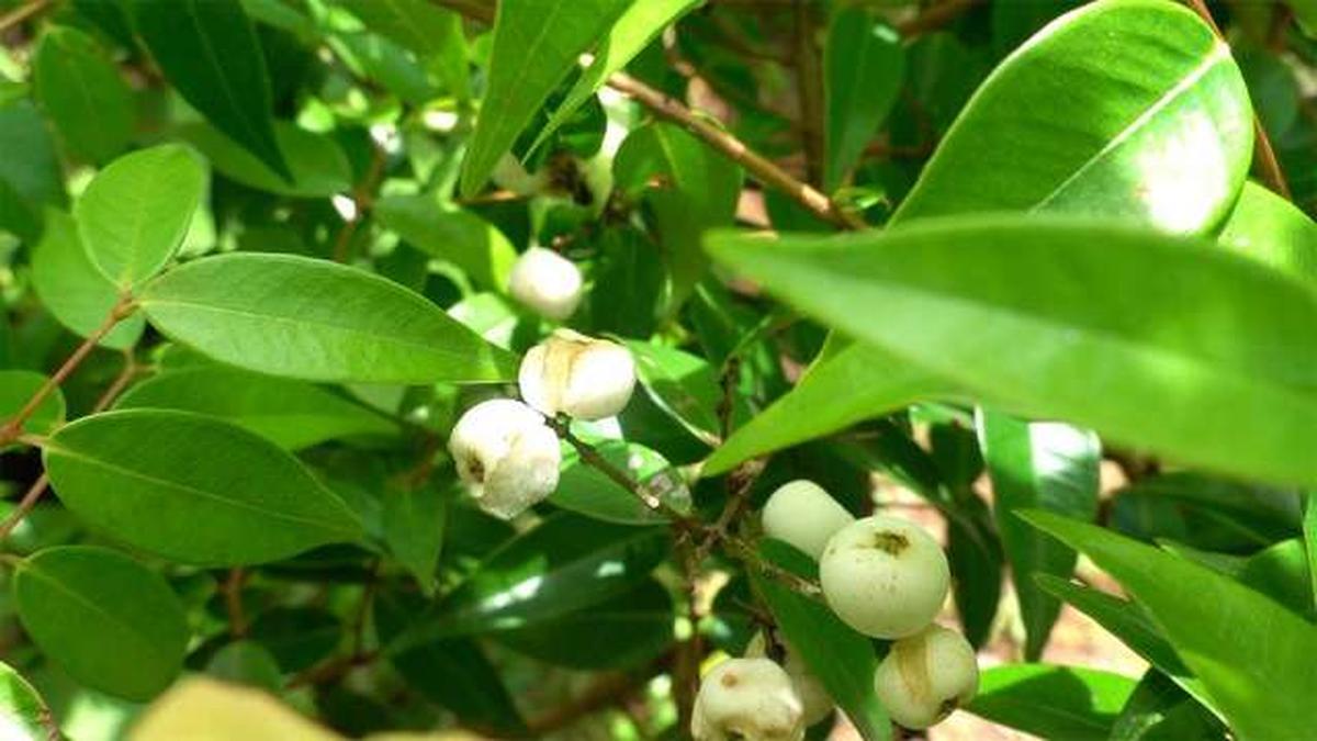  Miyawaki fruit forest at Kanakkary, near Ettumanoor, in Kottayam district.  