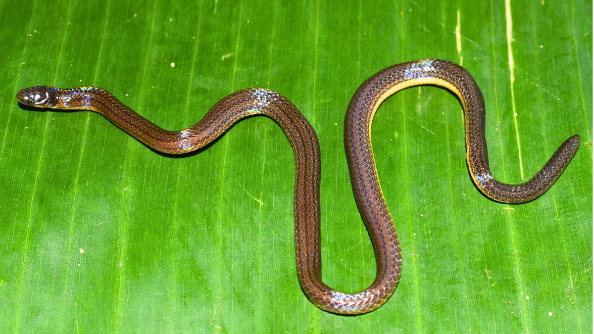 Meghalaya yields new burrowing reed snake
