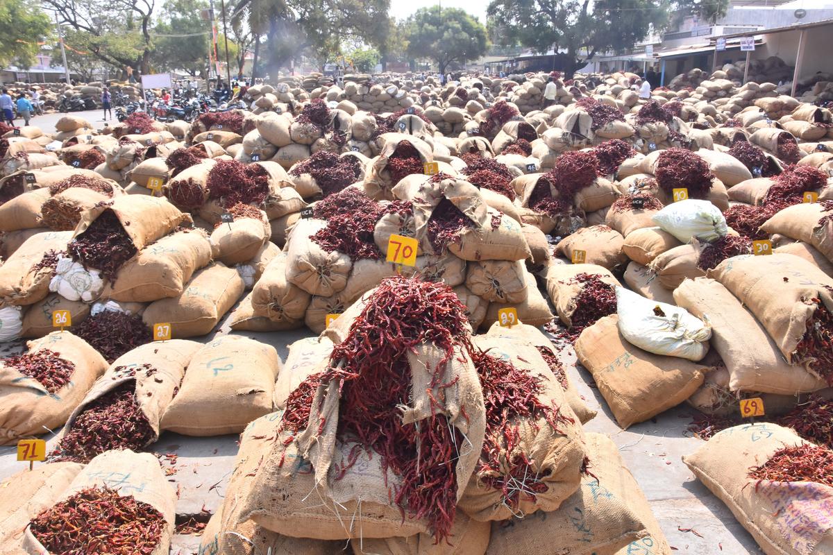 Hundreds of lots of chilli bags kept for e-auction at Byadgi APMC market yard.