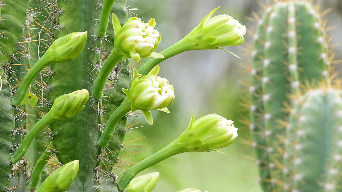 Declare prickly pear at Sigur plateau in the Nilgiris as ‘minor forest produce’: Conservationist