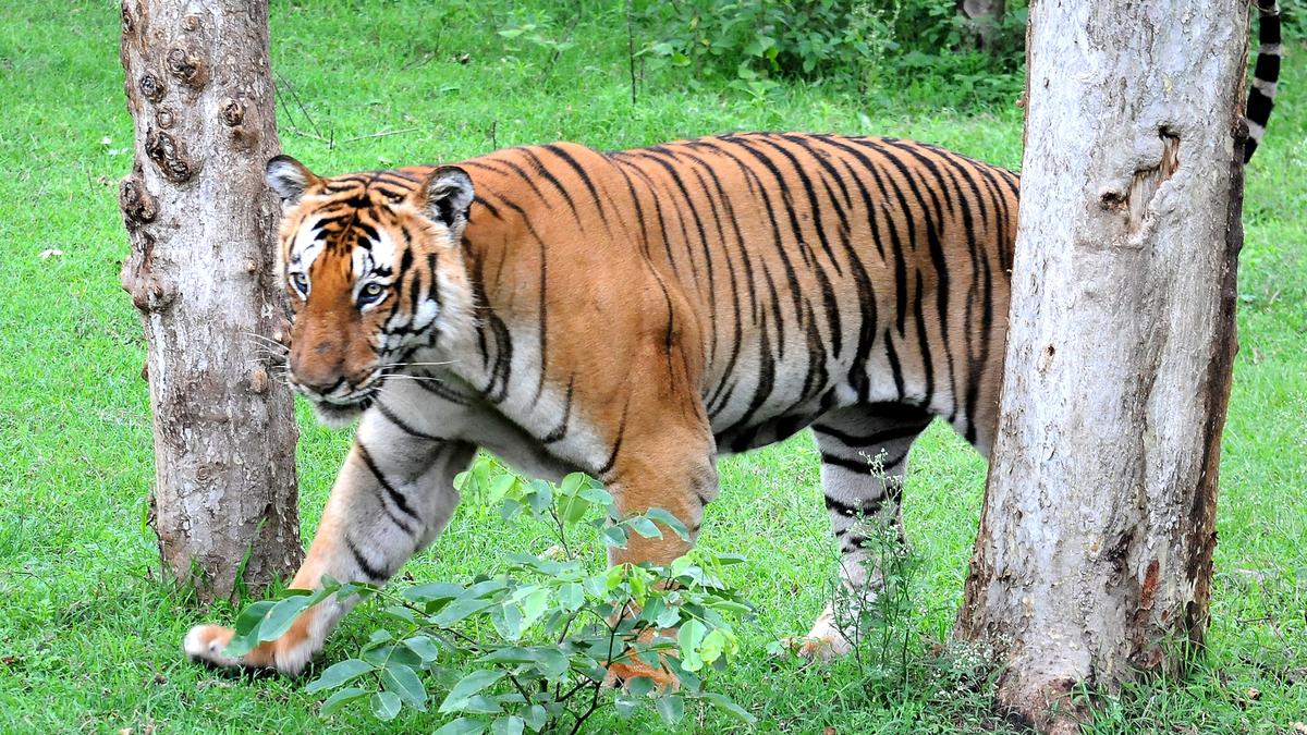 India's tiger population in 2022 was 3,167, reveals latest census data released by PM