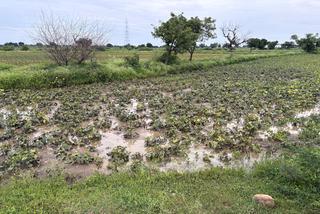 Tur dal bowl' farmers block road in Kalaburagi demanding relief for crop  loss due to heavy rain - The Hindu