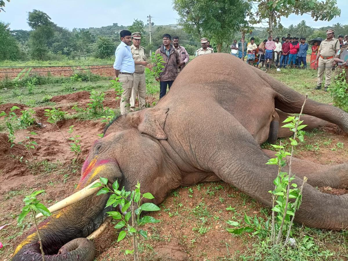 Many unlucky elephants got electrocuted after getting tangled in the electric wires which were hanging down in the fields and the power transformers were at the ground level.